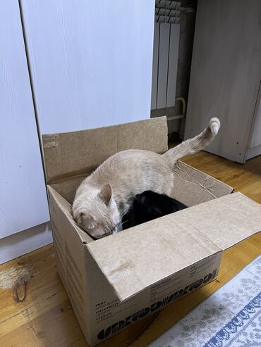 Отдам даром кошку: Кошка даром: Беспородная, 11 месяцев, Мальчик, Кастрирована, Приучена к лотку, Проглистована — 10