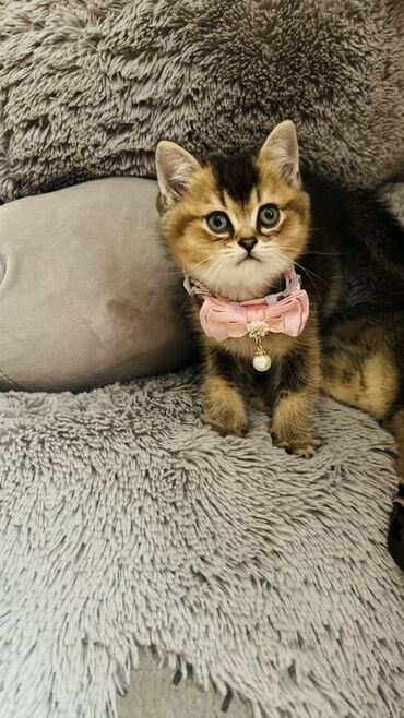 Pişiklər: Şinşilla, Dişi — 10