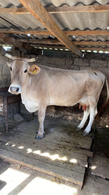 коровы молочный: Продаю | Корова (самка) | Для молока | После отела
