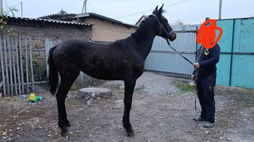продаю музоо торпок корова самка бык самец айрширская ангус алатауская на забой для разведения на откорм племенные нетель привязанные: Продаю | Жеребец | Рабочий | Племенные