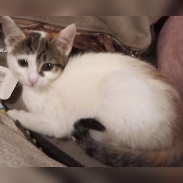 Отдам даром кошку: Котята-домоседы, короткошёрстные, 2 окраса: - Бело-рыжие: белая грудка — 2
