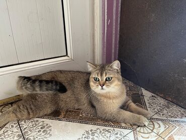 Pişiklər: Qızıl şinşilla, Erkək, Yaxşı əllərə, Ünvandan götürmə