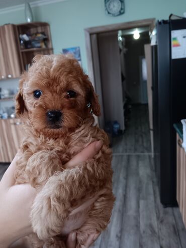 сколько стоит французский бульдог: Пудель, 1 месяц, Самка