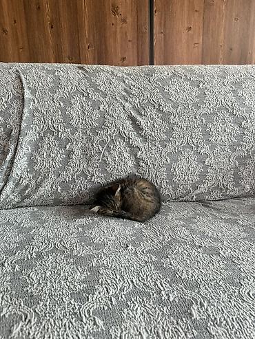 Отдам даром кошку: 2 месяца, Девочка, Метис — 14