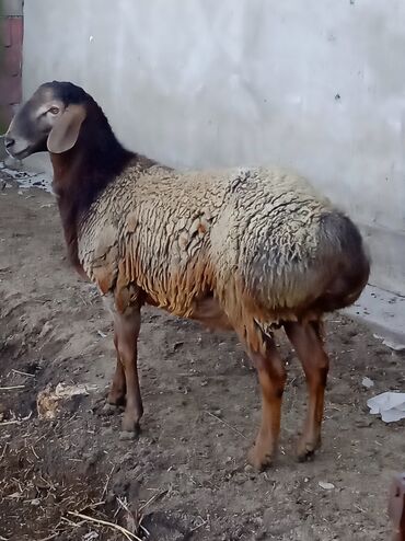Бараны, овцы: Продаю | Баран (самец) | Гиссарская | Для разведения | Племенные — 3