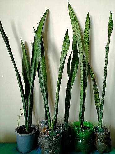 ev bitkisi: Dibçeksiz adi qabda 5 manat. Gül açan növüdür.Sansevieria zeylanica — 1
