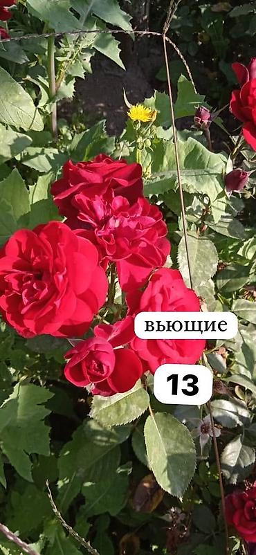Роза: Продаю саженцы роз.Вьющийсяминирозы .куставые — 12