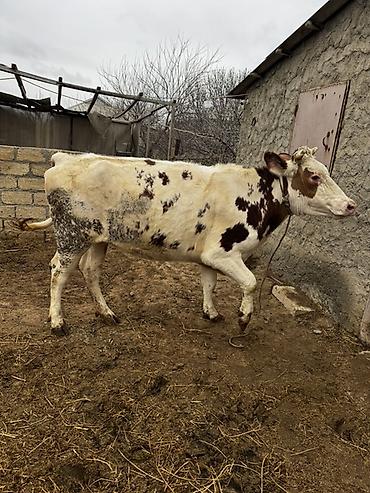 Inəklər, öküzlər: Simmenatlla ivanofka mələzi düyə satılır. Buzovluğundan məndədir.Öz — 12