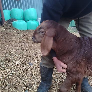 Баран, овца: Продаю | Овца (самка) | Арашан | Для разведения | Котные — 13