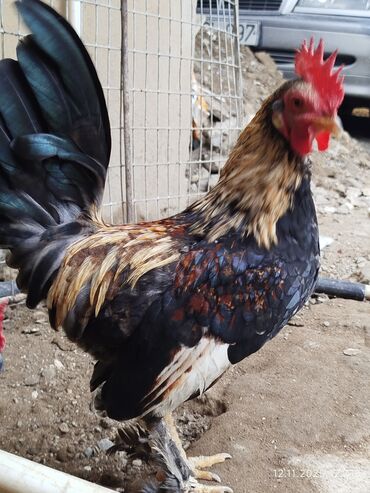 Toyuqlar: Toyuq, Damazlıq, Ünvandan götürmə — 10