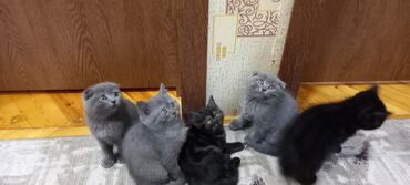 Pişiklər: Britan, Erkək, Dişi, Ünvandan götürmə -da lalafo.az — 3 Pişiklər: Britan, Erkək, Dişi, Ünvandan götürmə — 3