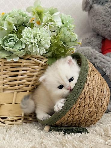 Pişiklər: Britan, Erkək — 6