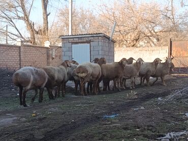 Бараны, овцы: Продаю | Овца (самка) | Для разведения | Матка — 1