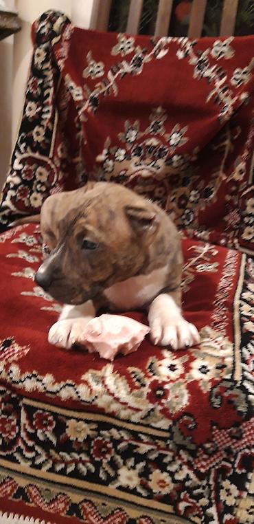 İtlər: Pitbul — 6