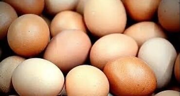 птица голуби: Продаю домашние яйца для еды. всегда свежие. каждый день несут по 50