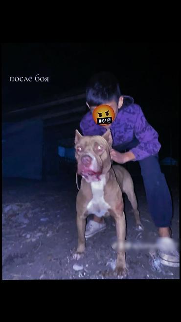 собаки спаниель: Питбуль, 1 год, Самец — 4