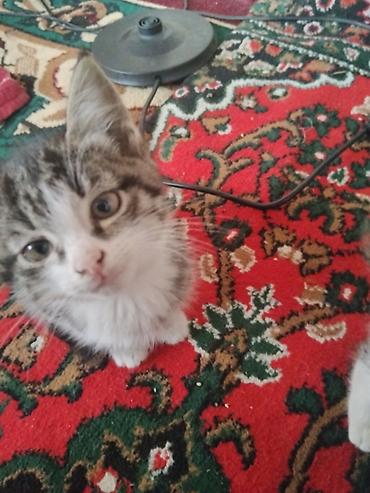 овечья шерсть купить: Котята, помёт от домашней кошки. Окрас классический: бело-серый и — 4