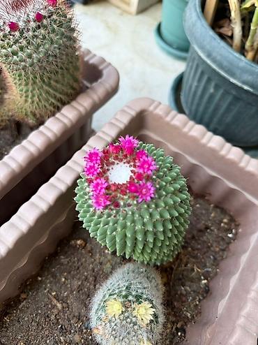 Otaq bitkiləri: Bu dəstə müxtəlif növ kaktuslar daxildir. Hər kaktus özünəməxsus forma — 6