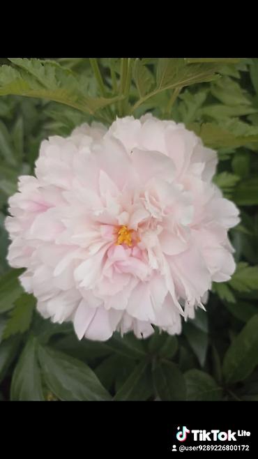 Другие садовые цветы и кустарники: Ново Покровка — 21