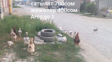 корм для циплят: Продаю | Куры | Домашняя