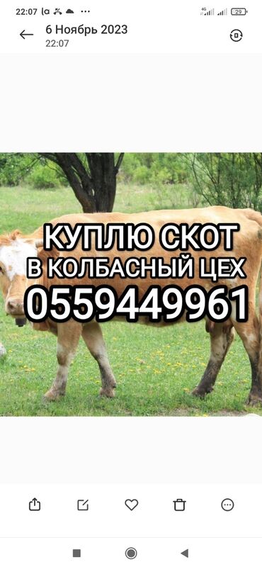 считыватель паспортов купить бишкек: Куплю | Коровы, быки, Лошади, кони, Другие с/х животные | Круглосуточно, Любое состояние, Забитый