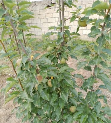 Həyət evləri və villaların satışı: 3 otaqlı, 700 kv. m, Orta təmir — 17