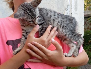 котенок каракала: Во дворе живёт вот такой красивый котенок мальчик возраст 2,5 или 3