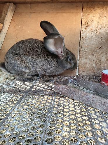 кой ош: Продаю | Кролик самец | Фландр | На забой, Для разведения — 5