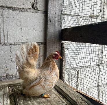 Куры, петухи: Продаю | Петух, Куры — 1
