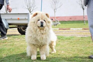 Psi: Chow chow-cau cau! stenad najlepsi poklon otac m- lav chsrb 3x caca — 5