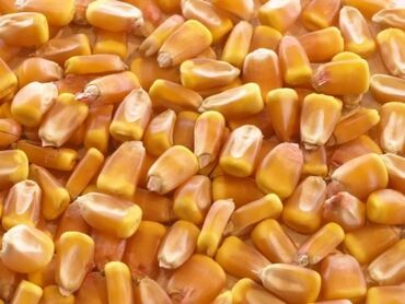 живой корм: Продаётся кукуруза (в зерне)