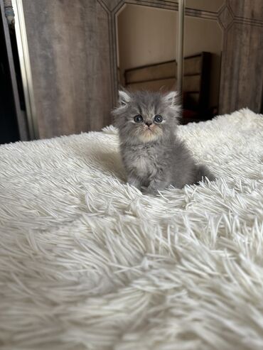 Pişiklər: Color point sinsila erkey balalardi atasi gold anasi pointdi isteyen — 10