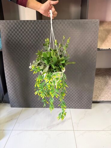 Otaq bitkiləri: Asma saksıda dekorativ yaşıl bitki - Ağ rəngli asma plastik saksı -da lalafo.az — 15 Otaq bitkiləri: Asma saksıda dekorativ yaşıl bitki - Ağ rəngli asma plastik saksı — 15