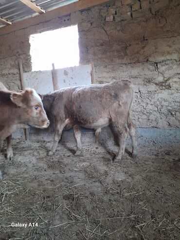 домик для животных: Сатам | Бука (эркек) | Алатоолук, Симментал, Швиц | Бордоп семиртүү үчүн, Көбөйтүү үчүн | Асыл тукумдуу