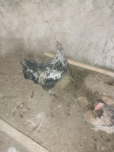 çöl xoruzu: Satılır: xoruz.Buzovnada. - Rəng: qara-ağ qarışıq (gümüşü boyun — 3