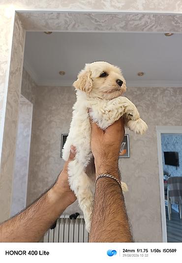 çoban iti adları: Pudel, 2 ay, Erkək, Peyvəndli, Pulsuz çatdırılma — 4