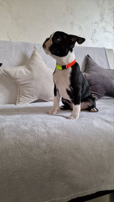 Psi: Na prodaju štenci rase BOSTON TERIJER, prekrasnih, zdravih roditelja na lalafo.rs — 7 Psi: Na prodaju štenci rase BOSTON TERIJER, prekrasnih, zdravih roditelja — 7