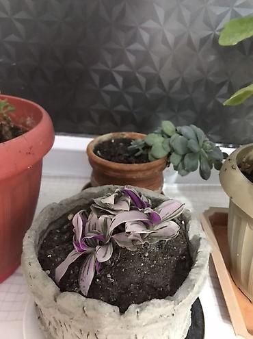 Драцены и Сансевиерии: Санcевиерия (Sansevieria, «тещин язык») и крассула (денежное дерево) в — 6