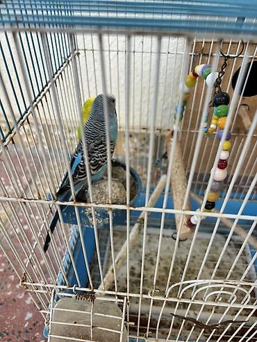 большая клетка для кролика: Yeni alınıb sadəcə evdən köçəciyik deyə satılır qəfəsi ilə birlikdə — 4