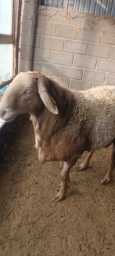 Бараны, овцы: Продаю | Баран (самец) | Для разведения | Осеменитель — 8