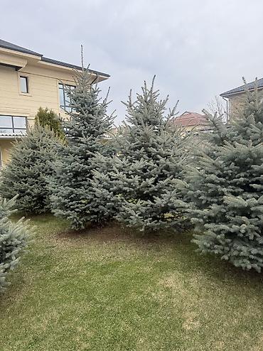 Ель: Продаю Ели голубые от 2-4 метров, колоновидные туи 4 метровые: густые — 34