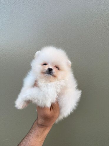 Pişiklər: Şotland yastı qulaq, Erkək, Dişi, Yaxşı əllərə, Ünvandan götürmə, Pulsuz çatdırılma, Ödənişli çatdırılma — 58