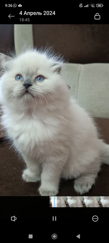 голуби животное: Шотландские котята! Чистокровные!Дата рождения 08.02.24! Готовы к