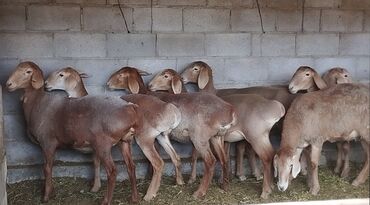 продаю овца: Продаю | Овца (самка)