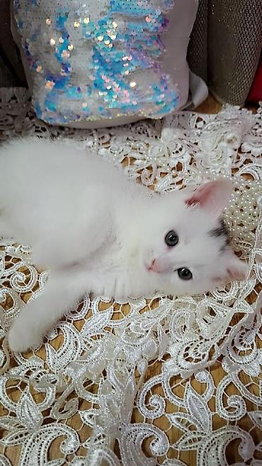 pişik gence: Ağ rəngdə, qısa tüklü balaca pişik balası. Şirin üzü, iri qulaqları və — 6