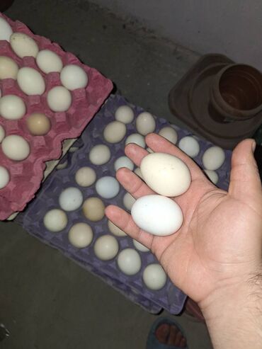 Tərəvəzlər: Təmiz kənd yumurtasıdır.Öz məhsulumuzdur. 0.20 azn qiymət təşkil