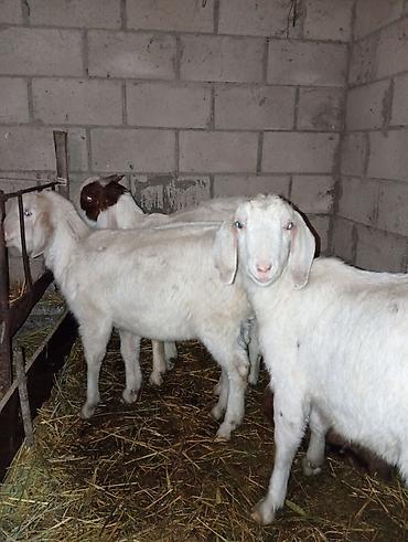 Козы, козлы: Продаю | Коза (самка) | Для разведения — 1