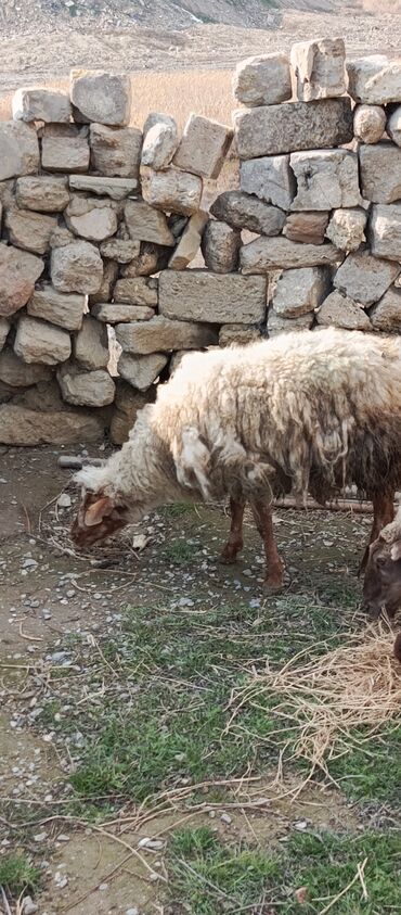 heyvanlar satışı: Qoyun bogazdir 3 aylig dişləri agizindadi zığ kəndindədi sağlamdır