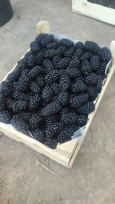 Ежевика: Ежевика — 8