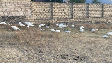 Saturn: Qazin 10 azn diri çekisi ördeklerin qiymeti 15 manat bir denesi